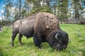 Bizon graze on the field at scenic Yellowstone National Park at summer.