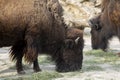 Bizon or zubr buffalo in the zoo