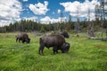 Bizons herd graze on the field at scenic Yellowstone National Park at summer. Royalty Free Stock Photo