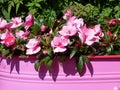 Summertime pink display