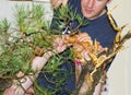 Bjorn Bonholm in the early stages of creating a Scots Pine Pinus Sylvestris bonsai in a public demonstration in Belfast Royalty Free Stock Photo