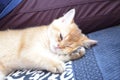 BKH Kitten, kitten beige, British kitten sleeps on its paw Royalty Free Stock Photo