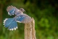Bkue jay landing on a lone post Royalty Free Stock Photo
