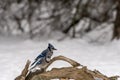 Bkue jay resting on branch Royalty Free Stock Photo