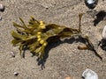 Bl Bladderwrack, Fucus vesiculosus