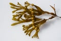 Bl Bladderwrack, Fucus vesiculosus