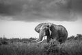 Blabk and white elephant isolated in the savanna in Africa, safari in Tanzania, Kenya, Uganda black and white landscape photo Royalty Free Stock Photo