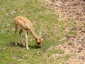 Blacbuck fawn grazing portrait Royalty Free Stock Photo