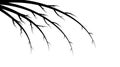 Black abstract beautiful branches, stems, lines on white background and place for copy space Royalty Free Stock Photo