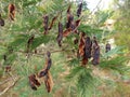 Black acacia seed pods