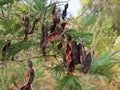 Black acacia seed pods