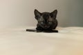 Black adorable devon rex pup kitty sit on cellphone Royalty Free Stock Photo