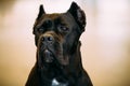 Black Adult Cane Corso Close Up