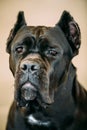 Black Adult Cane Corso Close Up