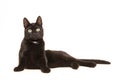 Black adult cat, lying in the floor uprising to sit up facing the camera