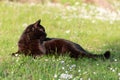Black adult domestic cat lying in grass and daisies Royalty Free Stock Photo