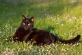 Black adult domestic cat lying in grass and daisies Royalty Free Stock Photo