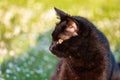 Black adult domestic cat sitting in grass and daisies Royalty Free Stock Photo