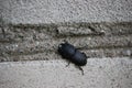 Black adult insect Lesser stag beetle sitting on a brick wall.