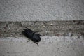 Black adult insect Lesser stag beetle sitting on a brick wall.