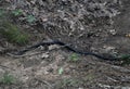 Black Adult Rat Snake Moving on Ground Royalty Free Stock Photo