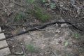 Black Adult Rat Snake Moving on Ground towards Bridge Royalty Free Stock Photo