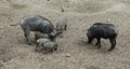 Adult and Small Piglets Eating