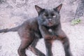 Black adult stray cat lying at the end of the day, on the narrow sidewalk of an old street