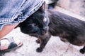 Black adult stray cat rubs on a man s leg, on the narrow sidewalk of an old street. Selective soft focus