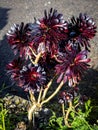 black Aeonium arboreum \'Zwartkop\' (Black Rose) with blurred backgrounf