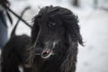 Black Afghan Greyhound. Purebred dog on street. Graceful animal Royalty Free Stock Photo