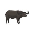 Black African buffalo wild animal vector Illustration on a white background