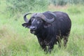 Black African buffalo (Syncerus caffer) standing in the grass and grazing during the daytime Royalty Free Stock Photo