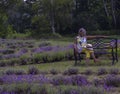 Taking In The Surroundings At Laveanne Lavender