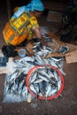 Black african people gathering and preparing fish