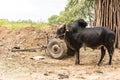 Black African Zebu bull tied to a two wheels cart Royalty Free Stock Photo