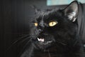 ÃÂ¡at. Black aggressive cat. Royalty Free Stock Photo