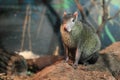 Black agouti Royalty Free Stock Photo