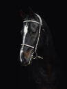 Black akhal-teke gelding horse with traditional bridle and finery