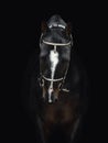 Black akhal-teke gelding horse with traditional bridle and finery