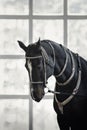 Black akhal-teke gelding horse with traditional bridle and finery Royalty Free Stock Photo