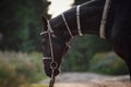 Black akhal-teke horse with white line on forehead with turkmen bridle and collars