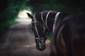 Black akhal-teke horse with white line on forehead with turkmen bridle and collars