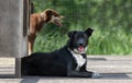 Black Alaskan Husky is lying next to its doghouse in a outdoor enclosure