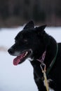 Northern breed of sled dogs, strong and hardy. Brown intelligent eyes and gray muzzle. Black Alaskan husky is standing in harness