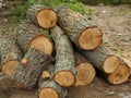 Pile of sawed firewood