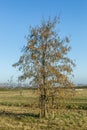 Black alder tree, Alnus glutinosa, with tall male catkins