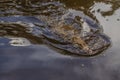Black alligator swimming in a lake in the jungle of the Ecuadorian Amazon Royalty Free Stock Photo