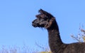 Black Alpaca Animal Looking into Distance