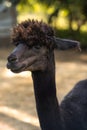 Black alpaca in cute funny portrait on green summer meadow Royalty Free Stock Photo